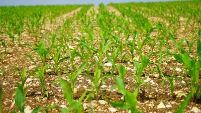 cornfield-1365883_1280.jpg